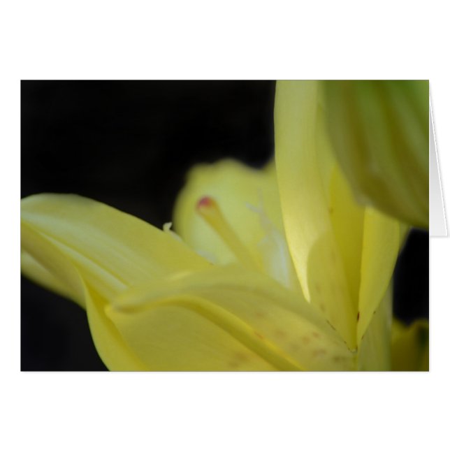 Yellow Lily by Shirley Taylor Cards (Front Horizontal)