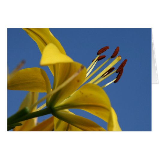 Yellow Lily Card (Front Horizontal)