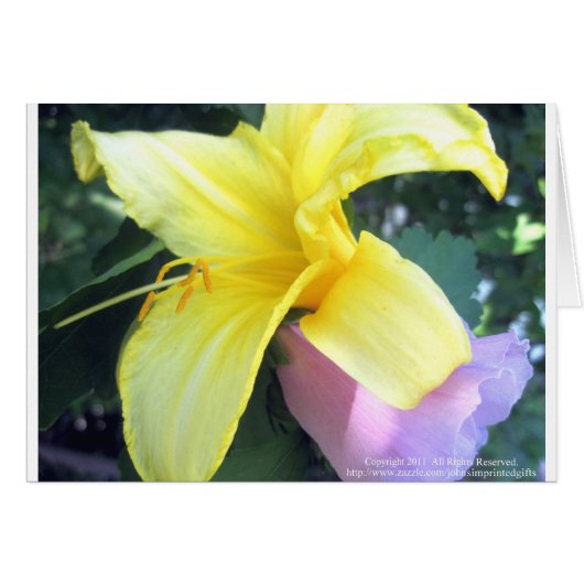 Yellow Lily Cards (Front Horizontal)