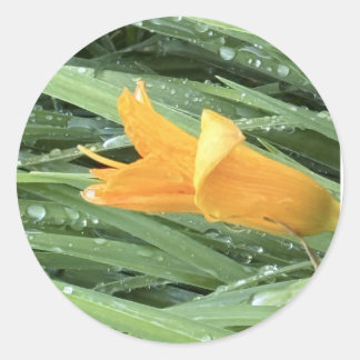 Yellow Lily Classic Round Sticker