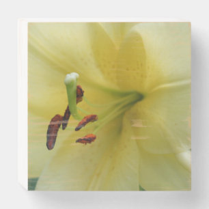 Yellow Lily Flower Close Up Wooden Box Sign