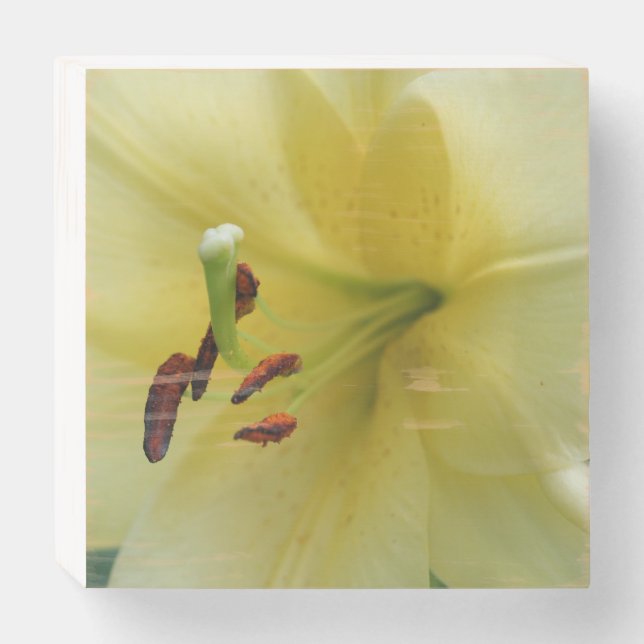 Yellow Lily Flower Close Up  Wooden Box Sign (Front Horizontal)