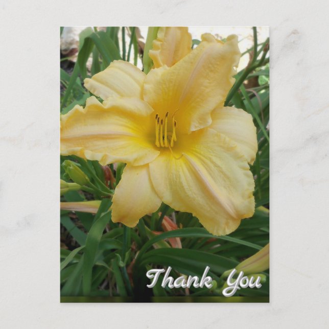 Yellow Lily  Flower Thank You Postcard (Front)