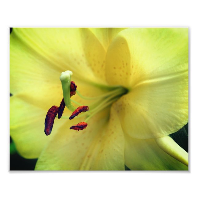 Yellow Lily Flower Up Close 8x10 Photo Print (Front)
