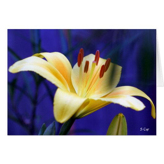 Yellow Lily, S Cyr (Front Horizontal)