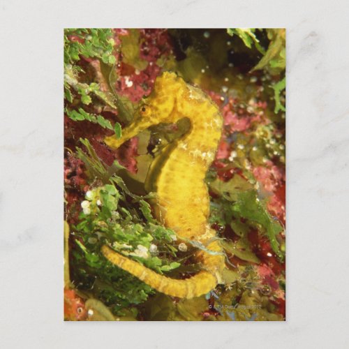 Yellow longsnout seahorse postcard