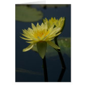 Yellow Lotus Waterlilies Card (Front)