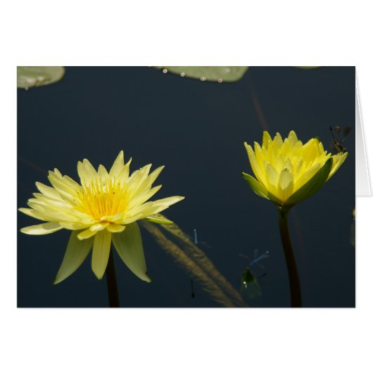 Yellow Lotus Waterlilies Card (Front Horizontal)