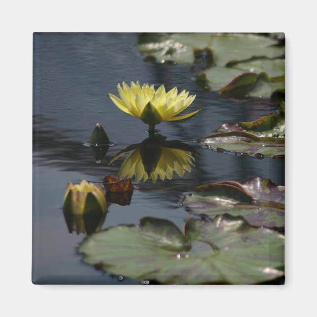 Yellow Lotus Waterlilies magnet (Front)