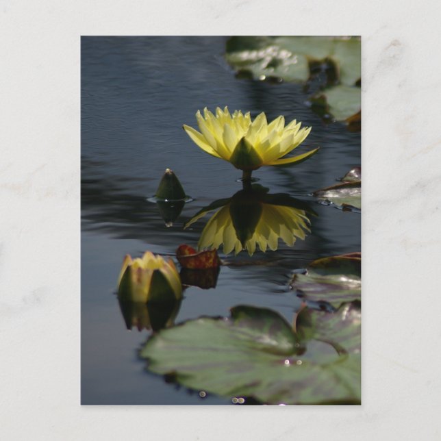 Yellow Lotus Waterlilies Postcard (Front)