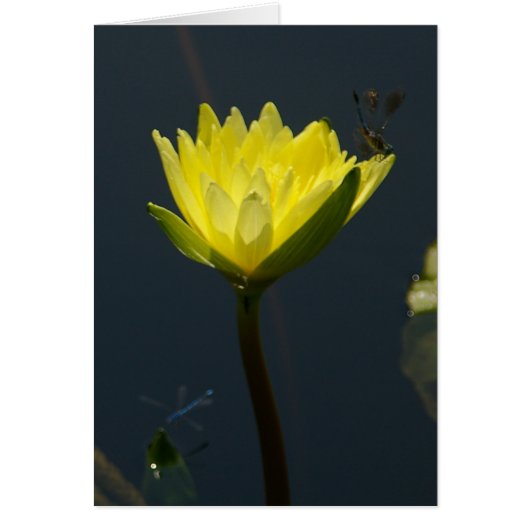 Yellow Lotus Waterlily Card (Front)