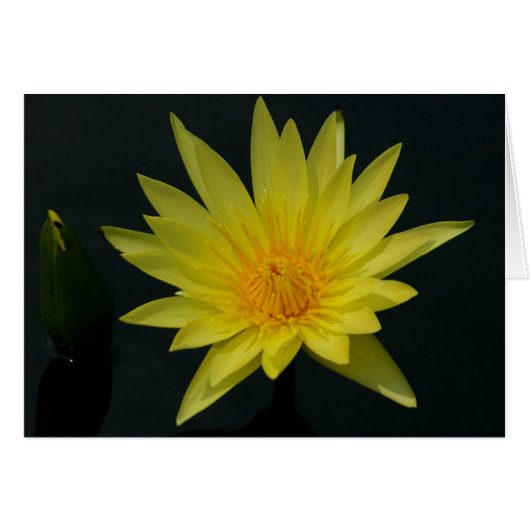 Yellow Lotus Waterlily Card (Front Horizontal)