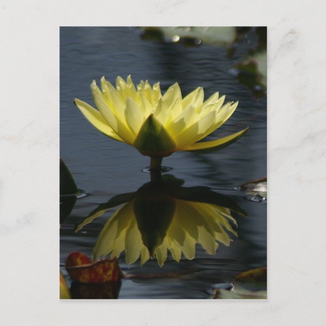 Yellow Lotus Waterlily Postcard (Front)
