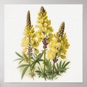Yellow Lupine Flowers Art Print Poster