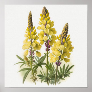 Yellow Lupine Flowers Art Print Poster