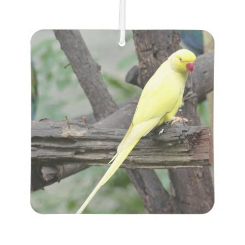Yellow Lutino Ring Necked Parakeet in a tree Air Freshener