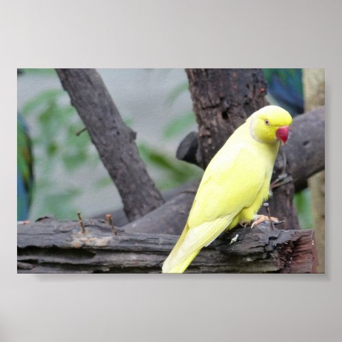 Yellow Lutino Ring Necked Parakeet in a tree Poster