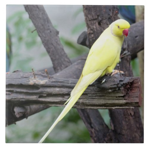 Yellow Lutino Ring Necked Parakeet in a tree Tile