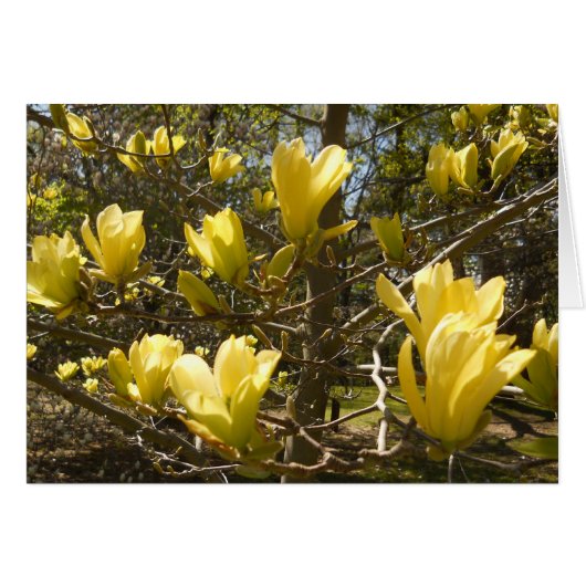 Yellow Magnolia Tree Cards (Front Horizontal)