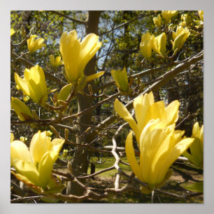 Yellow Magnolia Tree Poster
