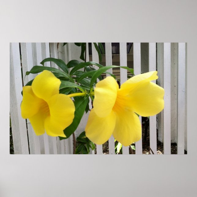 Yellow Mandevilla Poster (Front)