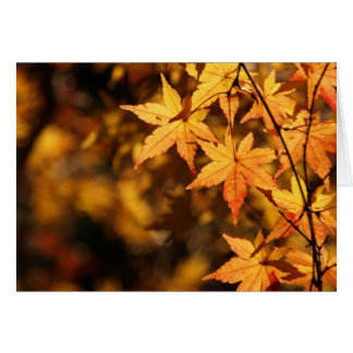 Yellow Maple Cards