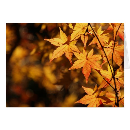 Yellow Maple Cards (Front Horizontal)