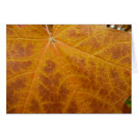 Yellow Maple Leaf Autumn Abstract Nature Cards