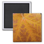 Yellow Maple Leaf Autumn Abstract Nature Magnet