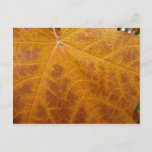Yellow Maple Leaf Autumn Abstract Nature Postcard