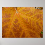 Yellow Maple Leaf Autumn Abstract Nature Poster