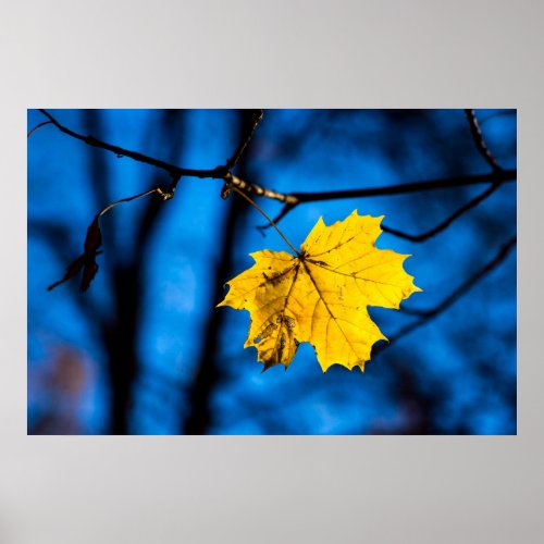 Yellow Maple Leaf On Blue Poster