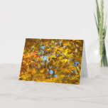 Yellow Maple Leaves and Blue Sky Card