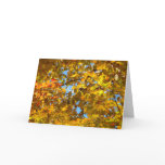 Yellow Maple Leaves and Blue Sky Card