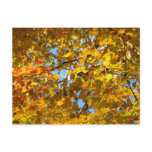 Yellow Maple Leaves and Blue Sky Postcard