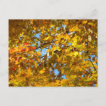 Yellow Maple Leaves and Blue Sky Postcard