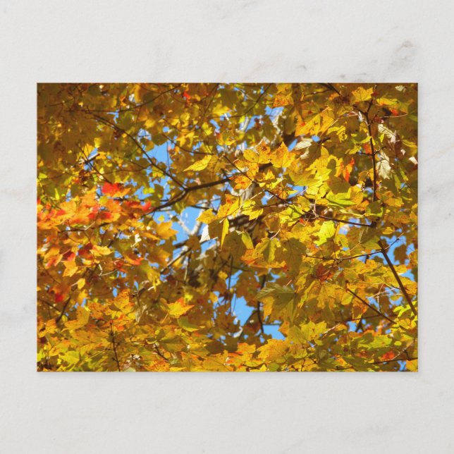 Yellow Maple Leaves and Blue Sky Postcard (Front)
