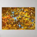 Yellow Maple Leaves and Blue Sky Poster