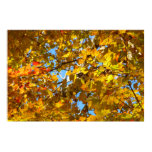 Yellow Maple Leaves and Blue Sky Poster