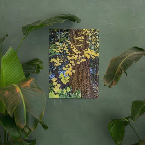 Yellow Maple Leaves and Douglas Fir Acrylic Print