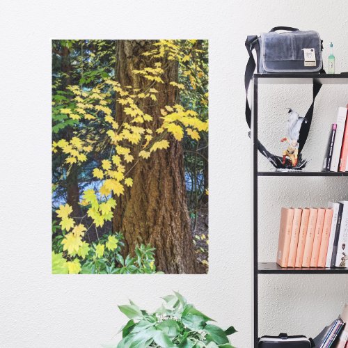 Yellow Maple Leaves and Douglas Fir Canvas Print