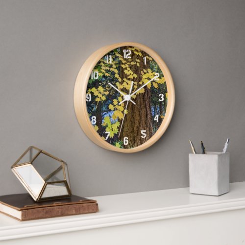 Yellow Maple Leaves and Douglas Fir Clock