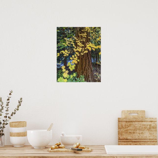 Yellow Maple Leaves and Douglas Fir Poster (Kitchen)