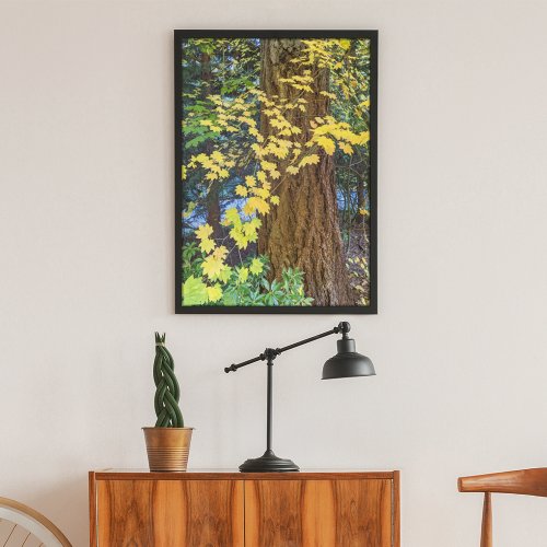 Yellow Maple Leaves and Douglas Fir Poster