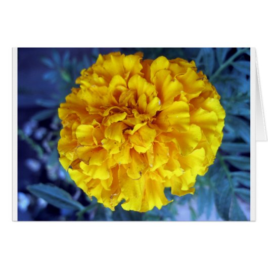 Yellow Marigold Cards (Front Horizontal)