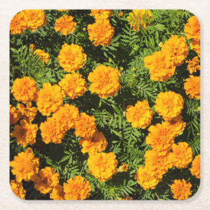 Yellow Marigold flowers  Square Paper Coaster