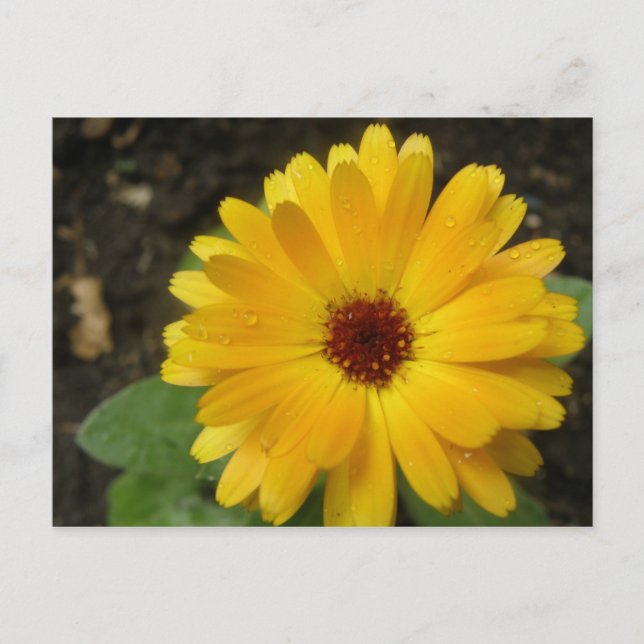 Yellow Marigold Macro Postcard (Front)