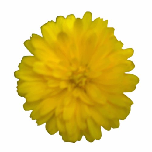 Yellow Marigold Photo Sculpture