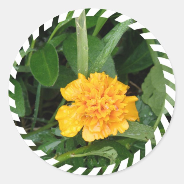 Yellow Marigold Sticker (Front)