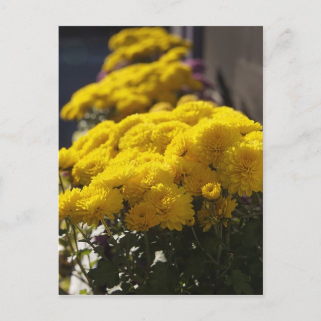 Yellow marigolds bask in sunlight postcard (Front)